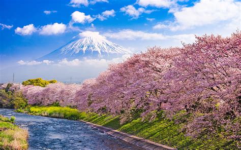 Mount Fuji, river, cherry blossoms, mountain HD wallpaper | Pxfuel