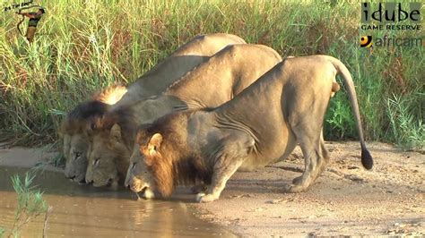 Majestic African Male Lions Patrolling Their Territory - YouTube