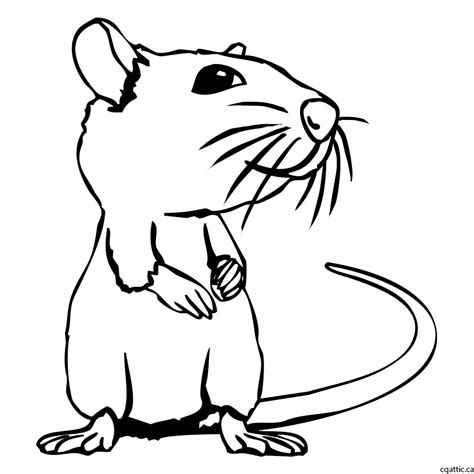 Cute Rat Drawing | Free download on ClipArtMag