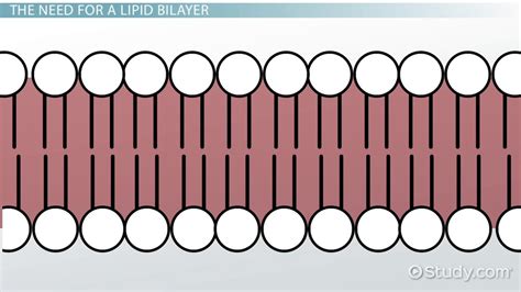 Lipid Bilayer: Definition, Structure & Function - Video & Lesson Transcript | Study.com