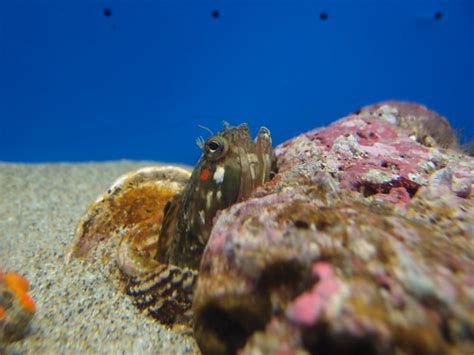 Sarcastic fringehead @ Sunshine Aquarium @ Ikebukuro | Flickr