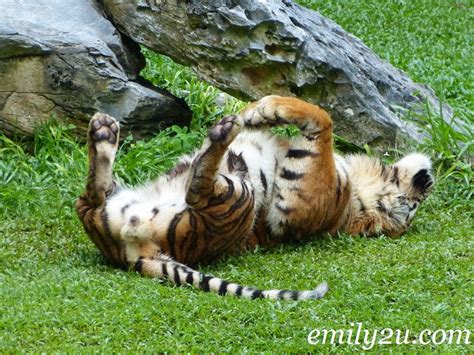 Tiger Feeding Show @ Lost World of Tambun | From Emily To You