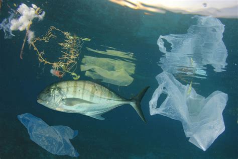 Plastic Pollution | Saving Earth | Encyclopedia Britannica