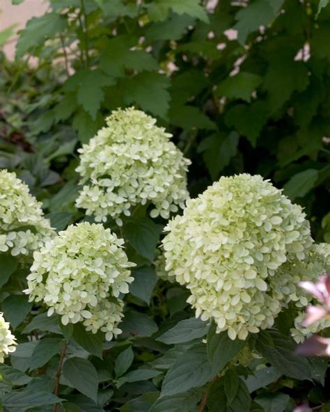 Dwarf Hydrangeas for Containers | Garden | Little lime hydrangea, Hydrangea paniculata, Dwarf ...