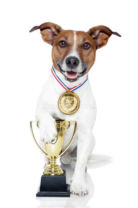 Winner dog stock image. Image of russell, first, merit - 24595925