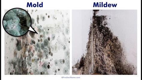 Mold vs. Mildew | Which is Worse