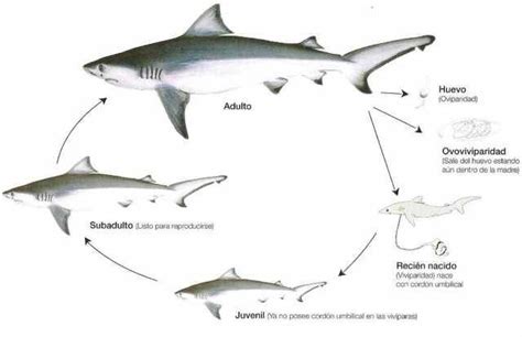 shark life cycle stages - Bette Wilbanks