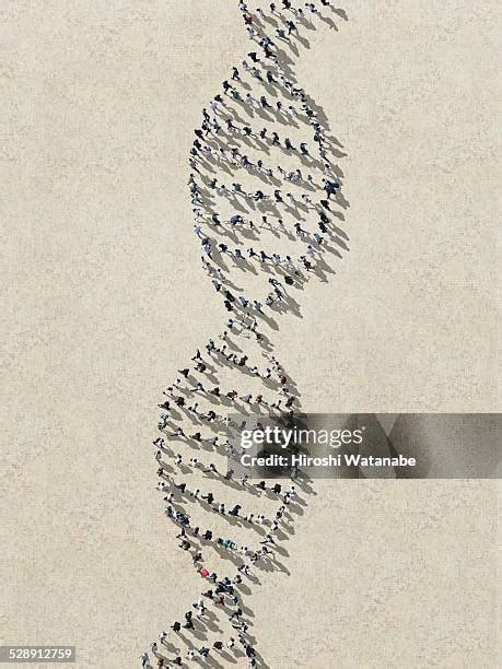 Homo Sapiens Dna Photos and Premium High Res Pictures - Getty Images