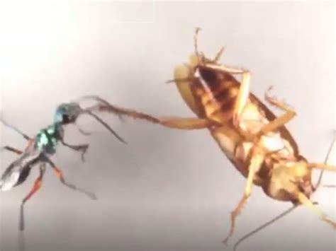 Cockroaches employ swift kicks to stop wasps turning them into ‘zombies ...