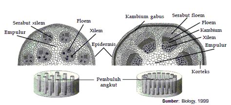 Jaringan Permanen Pada Tumbuhan