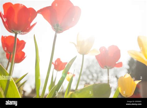 Red and yellow tulips in the garden in spring Stock Photo - Alamy