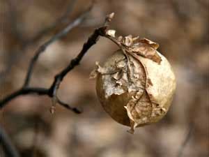 5 Signs To Identify A Dying Plant - Boldsky.com