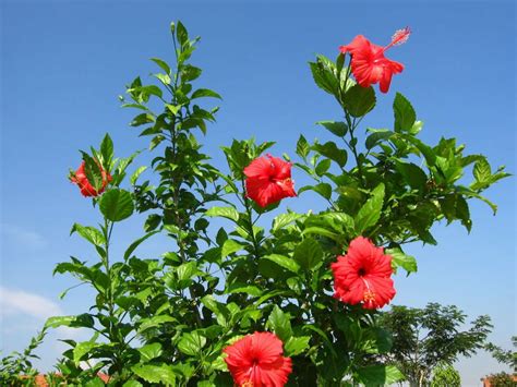 Hibiscus rosa-sinensis (Chinese Hibiscus) - World of Flowering Plants ...