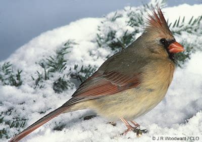 Animals world: cardinal bird female