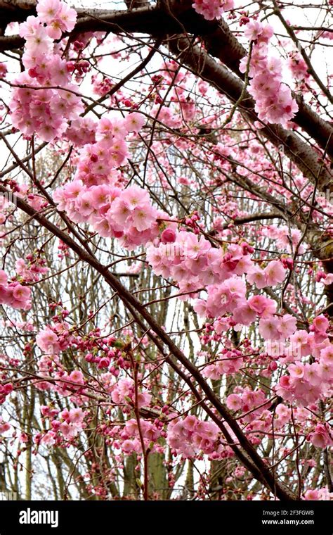 Prunus ‘Accolade’ Accolade cherry blossom – semi-double pink and white ...