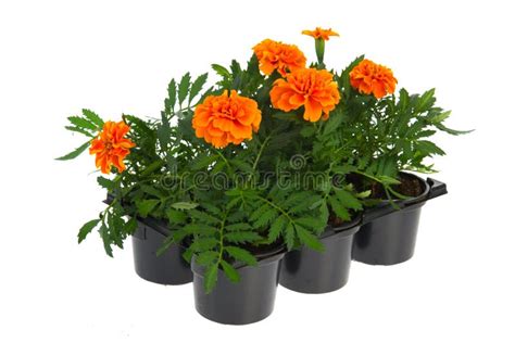 Orange Marigolds stock image. Image of autumn, marigolds - 60611579