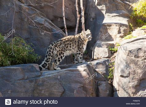 A snow leopard in Central Park Zoo, New York City, United States of ...