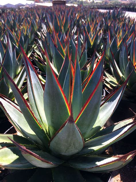 Agave 'Blue Glow' positively glowing in the Southern California sun. #altmanplants #agave # ...