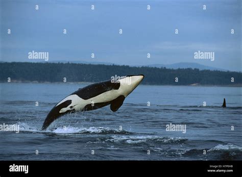 Orca (Orcinus orca) breaching, Alaska Stock Photo - Alamy