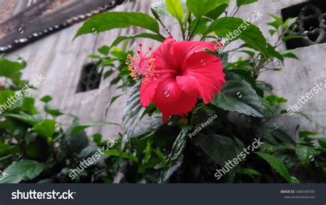 9 Tropical Flower Gumamela Water Color Images, Stock Photos, 3D objects, & Vectors | Shutterstock