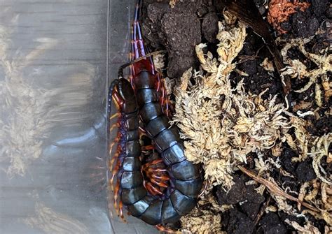 Scolopendra Gigantea