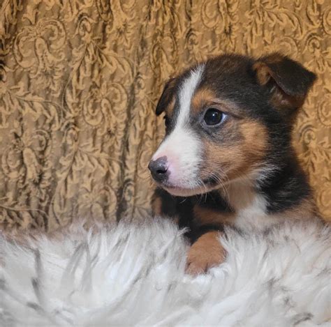 Pembroke Welsh Corgi mix Australian Shepherd puppies | Dogs & Puppies ...