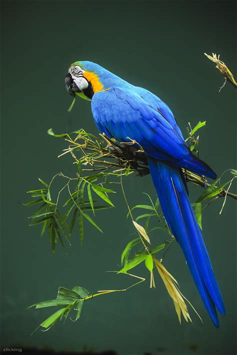 All sizes | Blue Parrot [ EXPLORED ] | Flickr - Photo Sharing!