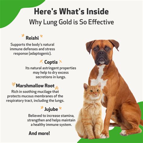 Lung Gold - Lower Respiratory Tract Support for Cats | Pet Wellbeing