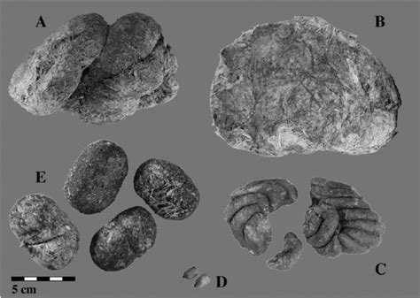 Dung comparison: A, Nothrotheriops shastensis (GRCA 59620). B ...