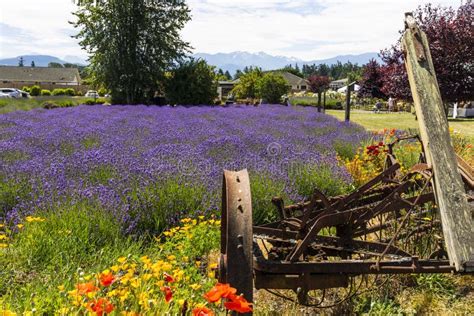 Lavender Fields Scenery at the Sequim Lavender Festival in Summer. Stock Image - Image of ...