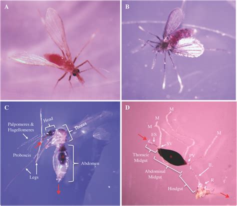 Anatomy of female Lutzomyia sand flies. L. verrucarum (A) and L.... | Download Scientific Diagram