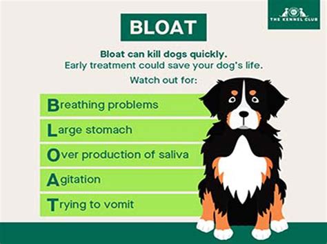 Bloat in dogs | Dog health | The Kennel Club