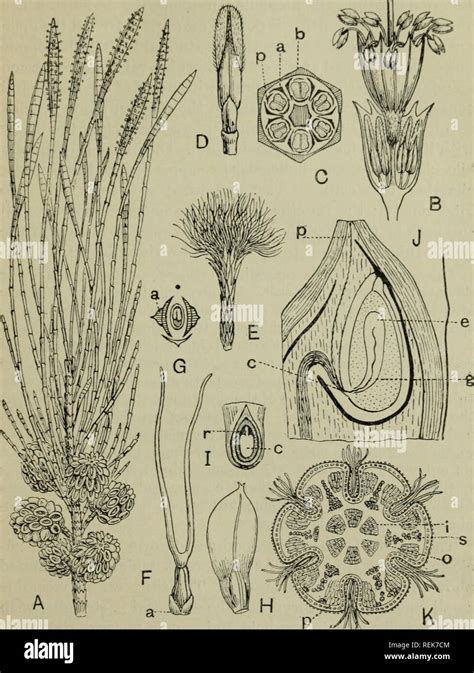 . The classification of flowering plants. Plants. CASUARINACEAE 37. Fig. 10. Casuarina ...