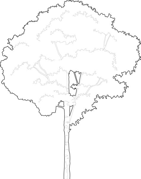 Drawing of a tree vector trees - Free dwg & cad block | PIMPMYDRAWING