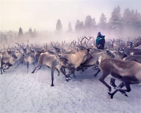 Reindeer Herding | INSTAGRAM // YOUTUBE // TUMBLR Snapchat: … | Flickr