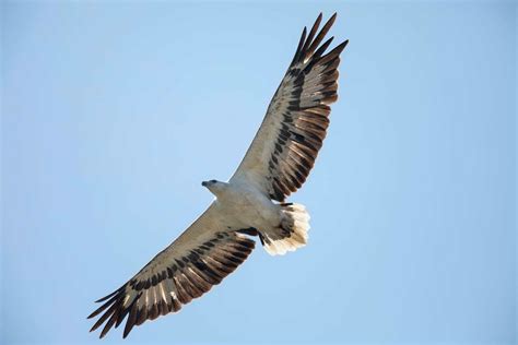 White-bellied Sea-Eagle Haliaeetus leucogaster – Bird Sightings from Kuwait