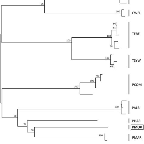 Neighbor-joining tree of the studied ostracod species based on the COI... | Download Scientific ...