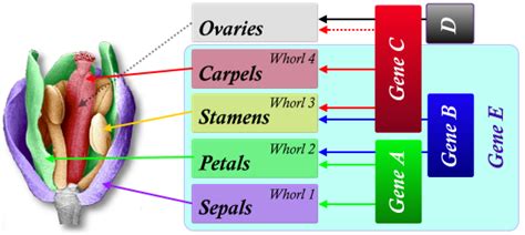 Print Botany TEST 3 flashcards | Easy Notecards