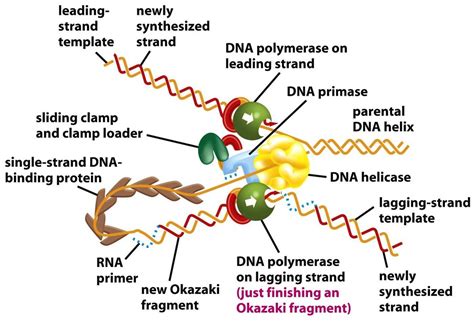 Pin em DNA