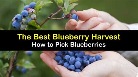 Blueberry Harvesting - Smart Tips for Picking Blueberries