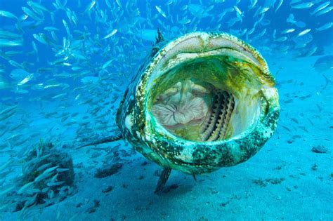 🔥 Goliath grouper can probably swallow you whole 🔥 : NatureIsFuckingLit