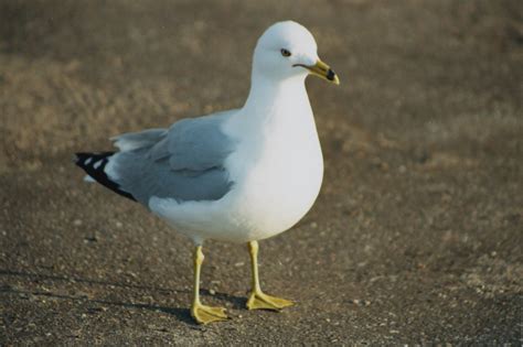 Birds: Ring-Billed Gull