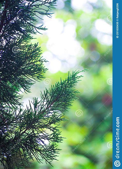 Close-up of Christmas Tree Leaves Stock Image - Image of grass, shrub ...