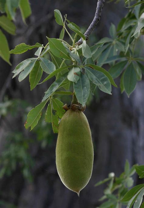 Adansonia Digitata baobab fruit Baobab Kremetartboom S A no 467 | Trees ...