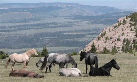 Pryor Mountains - Bighorn Canyon National Recreation Area (U.S ...