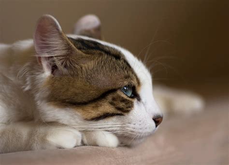 Horner’s Syndrome in Cats: Symptoms, Causes, Treatment, and Outlook