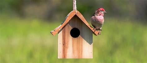 Finch-Friendly Abodes: The Ultimate Guide To Birdhouses For Finches