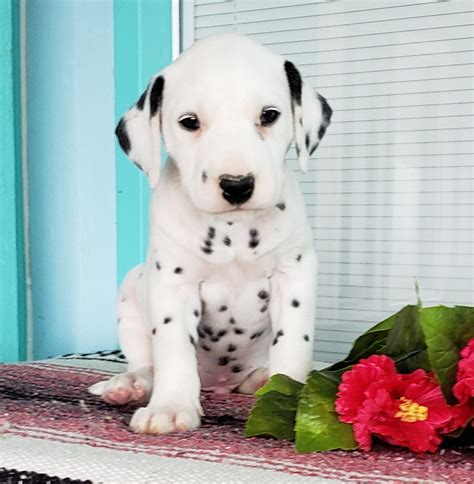 √√ Dalmatian Puppies Ohio USA - Buy Puppy In Your Area