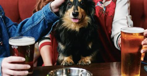 Which dog-friendly pub will be top for pups? - Your Dog