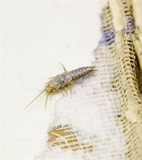 How To Get Rid Of A Silverfish Infestation - Orange County Pest Control